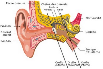 Oreille interne